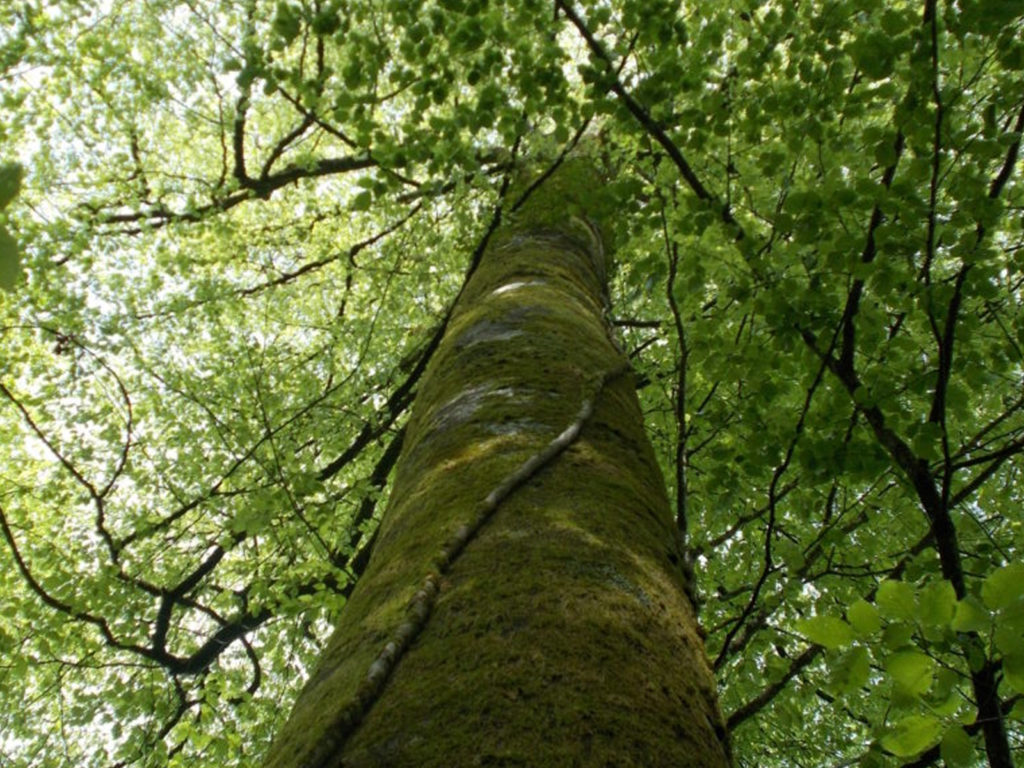 Les arbres gigantesques de la forêt domaniale de Cherlieu